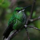 Kolibri im Monteverde Nebelwaldreservat