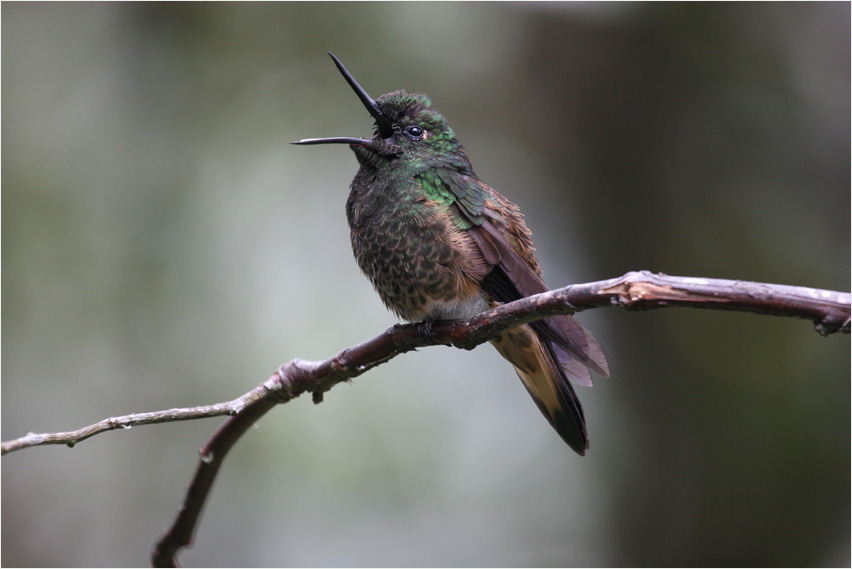 Kolibri im Nebelwald