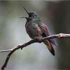 Kolibri im Nebelwald