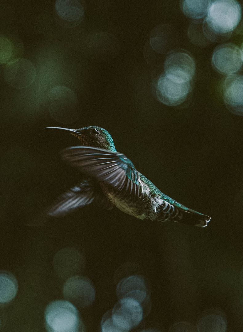 Kolibri im Nebelwald Ecuadors