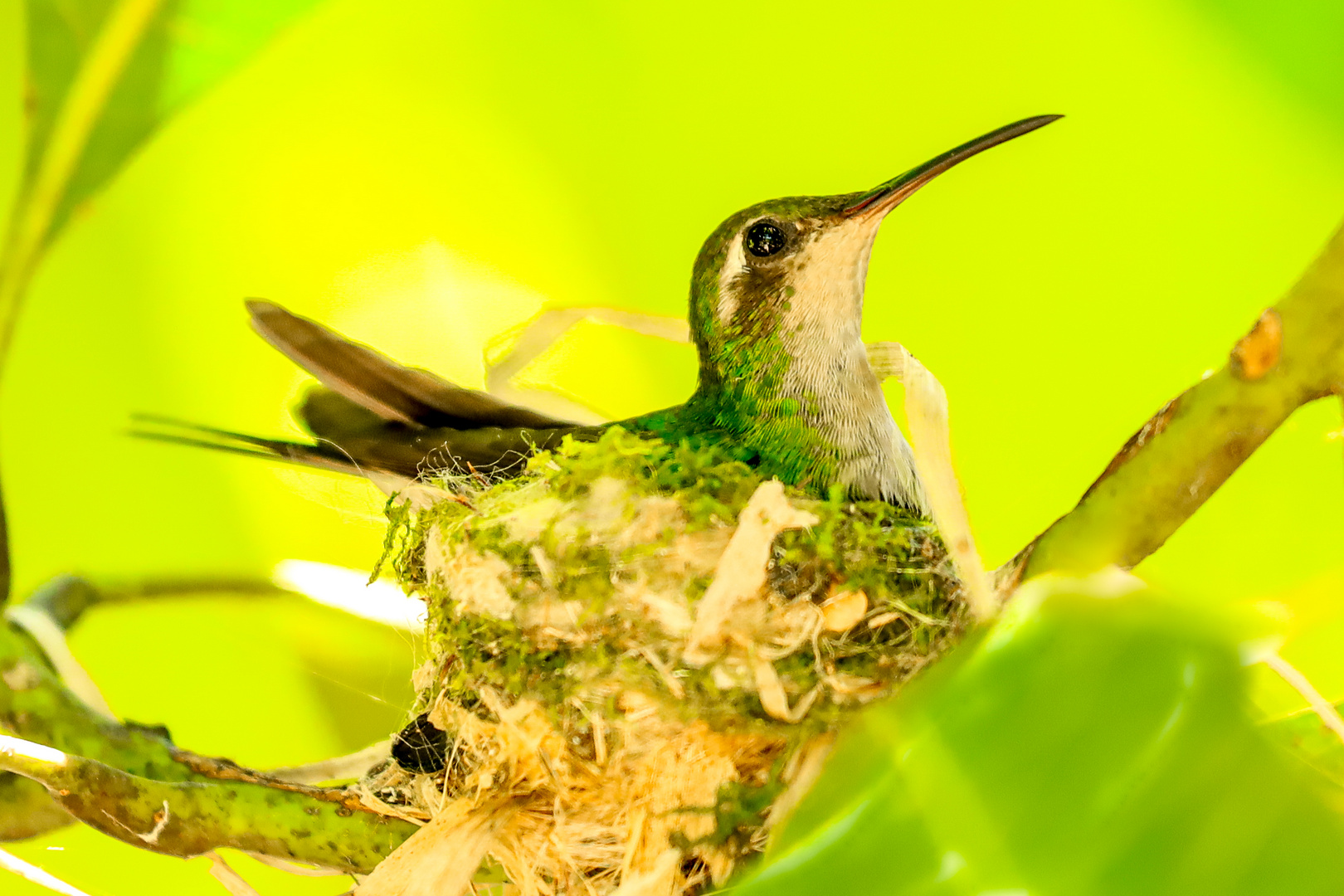 Kolibri im Nest