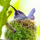 Kolibri im Nest