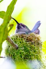 Kolibri im Nest