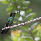 Kolibri im Regen