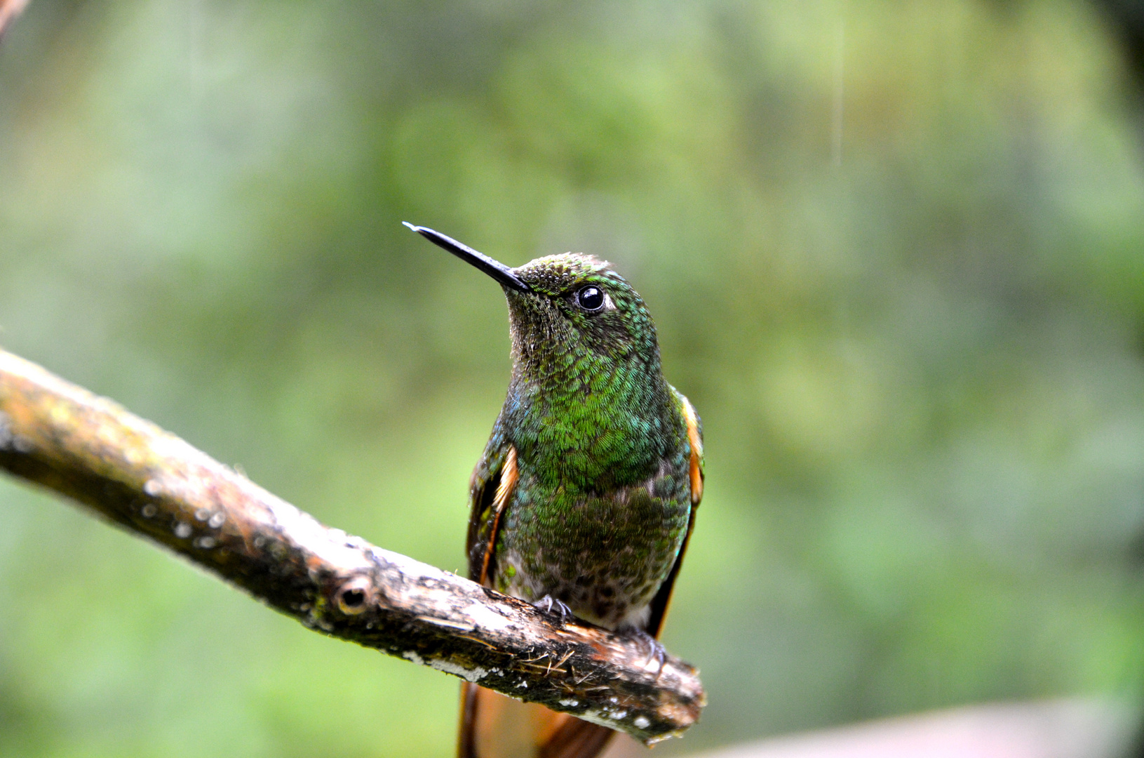 Kolibri im Regen