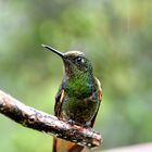 Kolibri im Regen