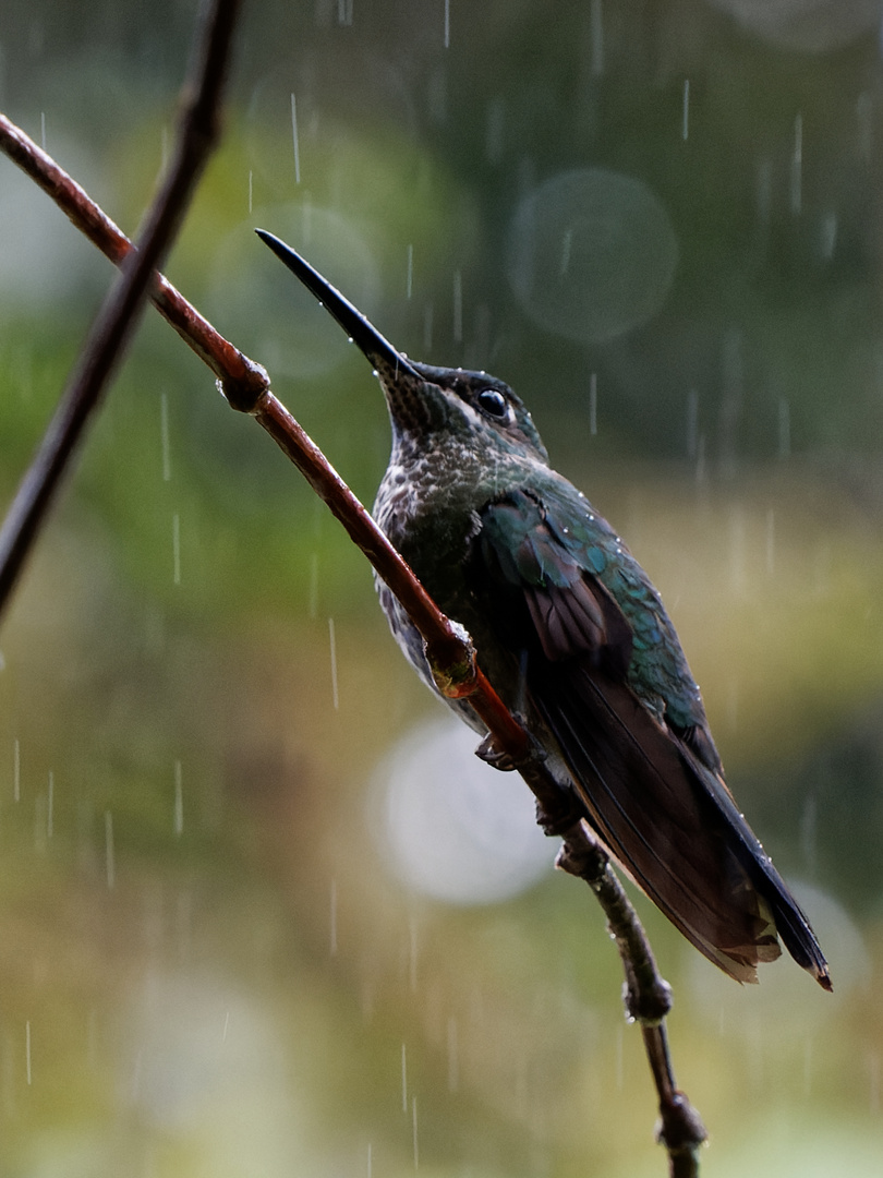 Kolibri im Regen