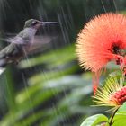 Kolibri im Regen