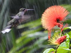 Kolibri im Regen