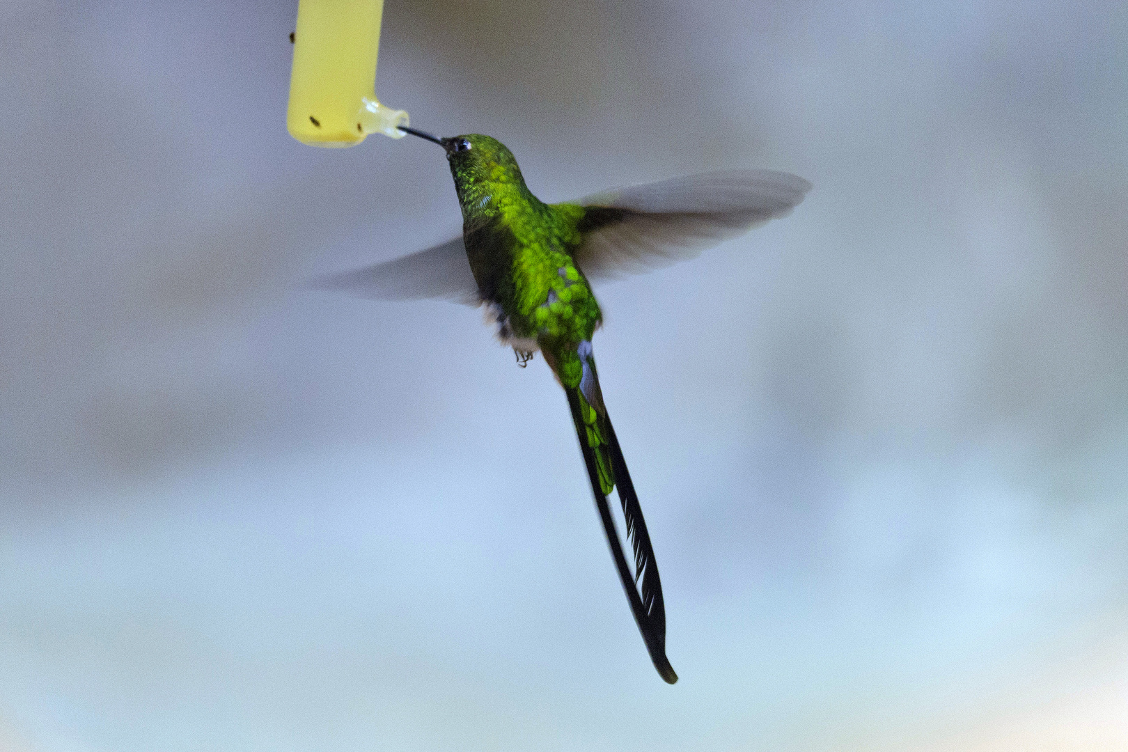 Kolibri im Schwebeflug