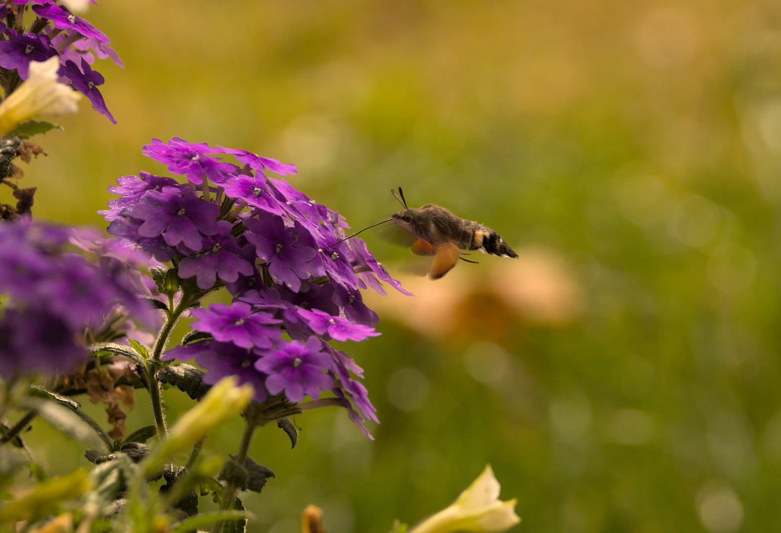 Kolibri im September.