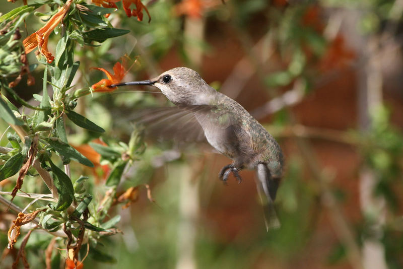 Kolibri im Sonoro Desert State Museum (USA)