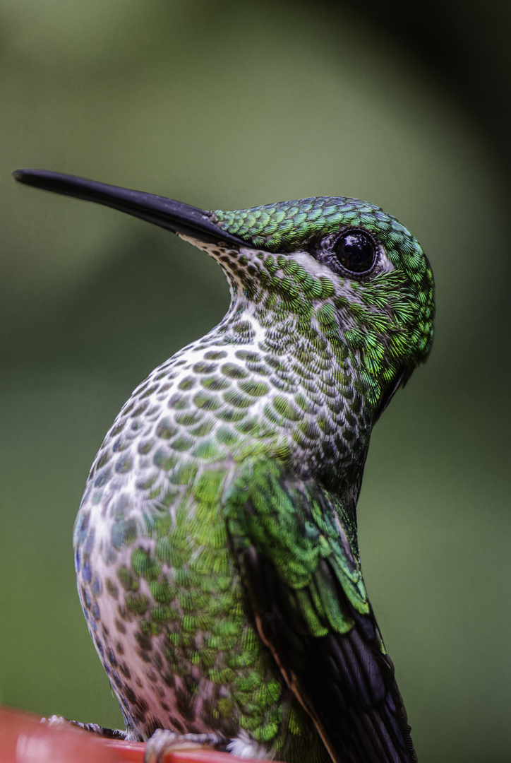 Kolibri im Urlaub in Costa Rica