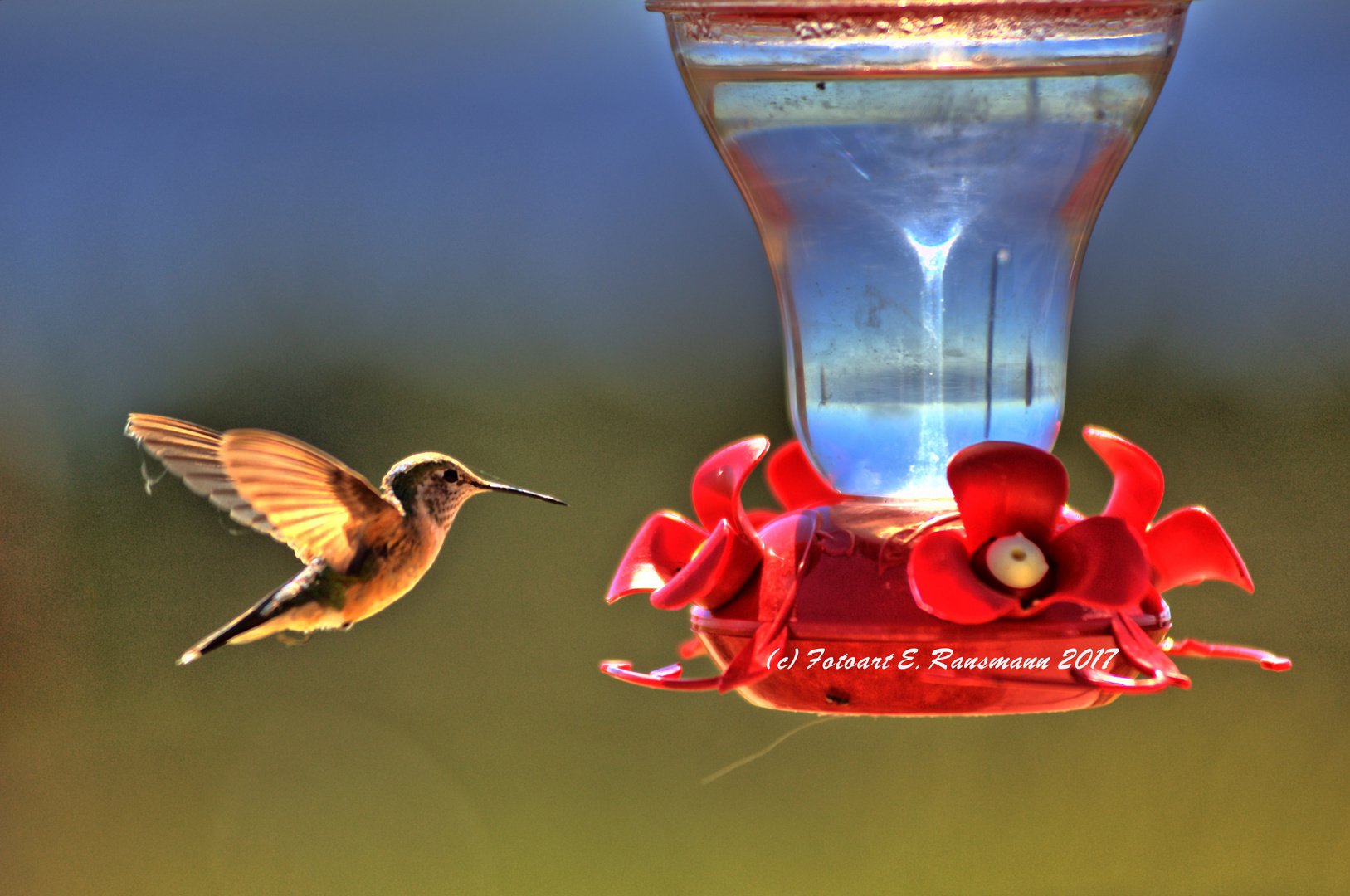 Kolibri im US Teton Park/ Wyoming