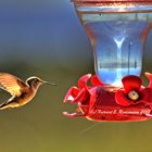 Kolibri im US Teton Park/ Wyoming