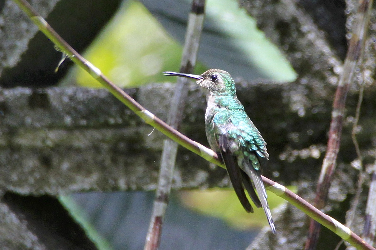 Kolibri (IMG_7353)