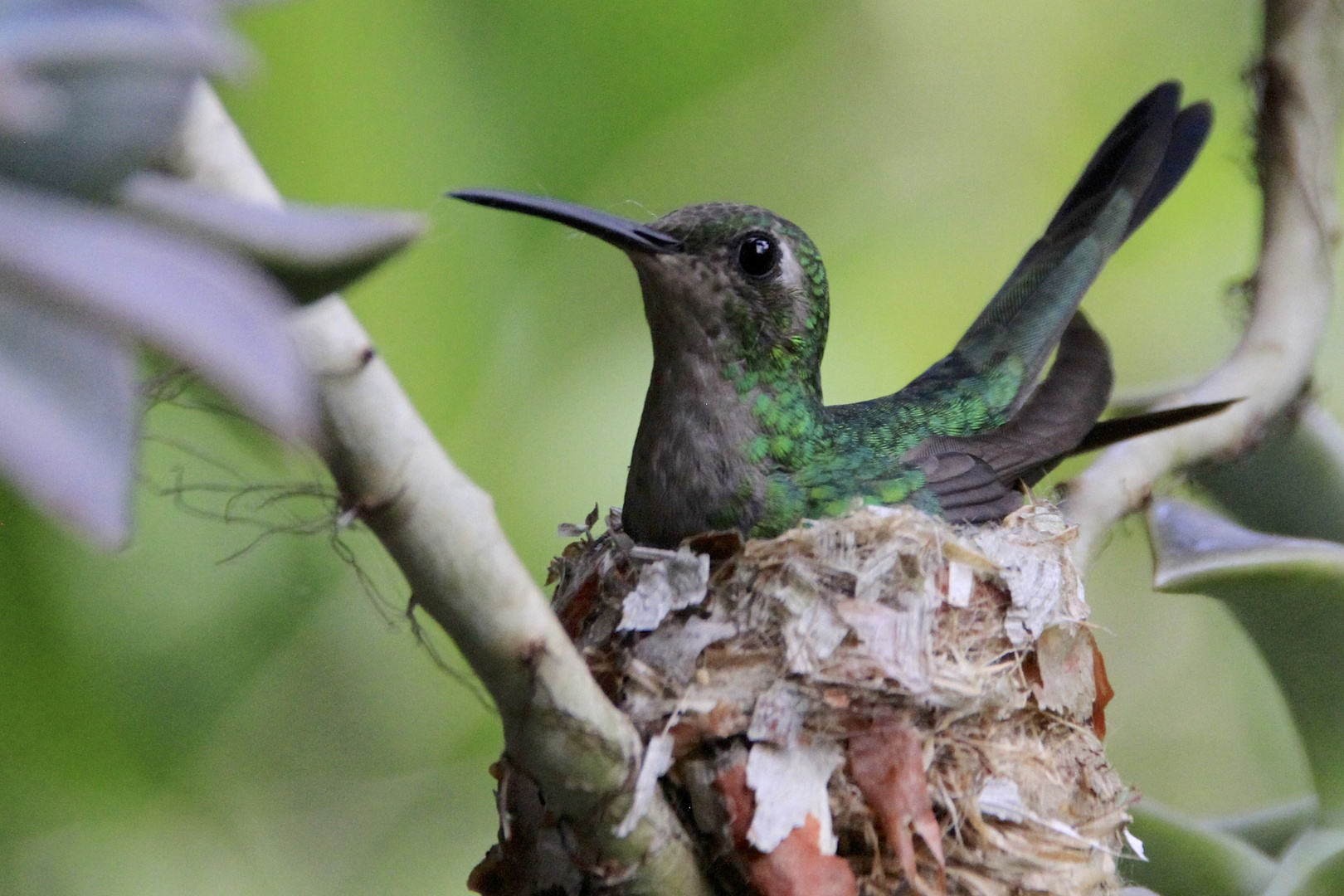 Kolibri (IMG_7381)