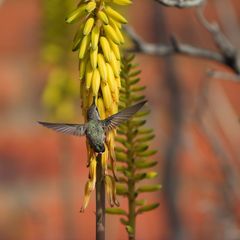 Kolibri in Arizona