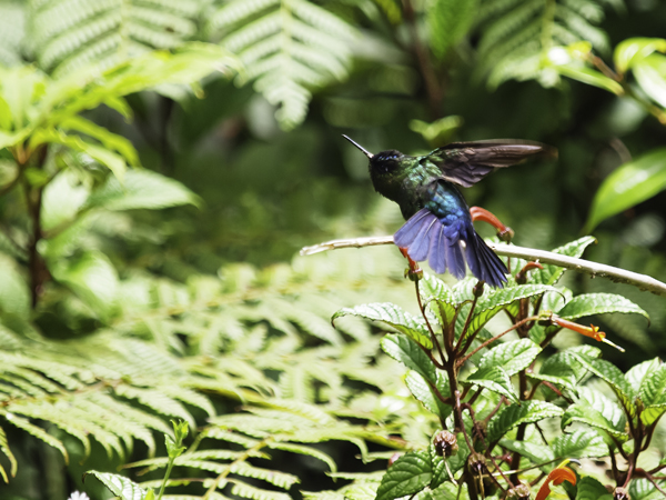 Kolibri in Braulio Carrillo