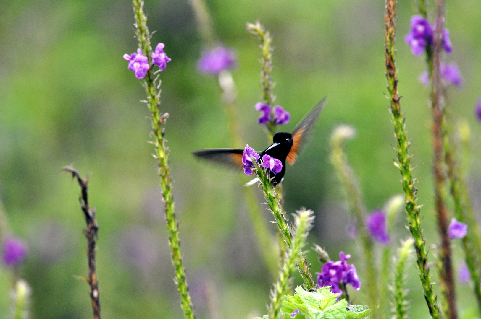 Kolibri in Costa Rica