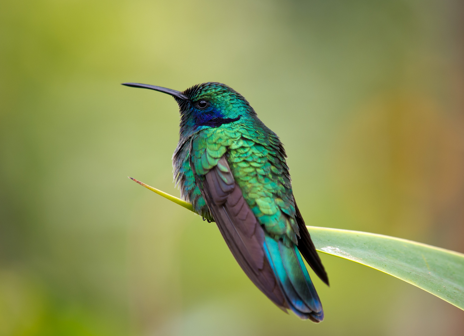 Kolibri in Costa Rica