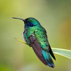 Kolibri in Costa Rica