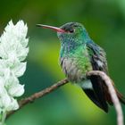 Kolibri in Costa Rica (Amazilia tzacatl, Braunschwanz Amazilie)