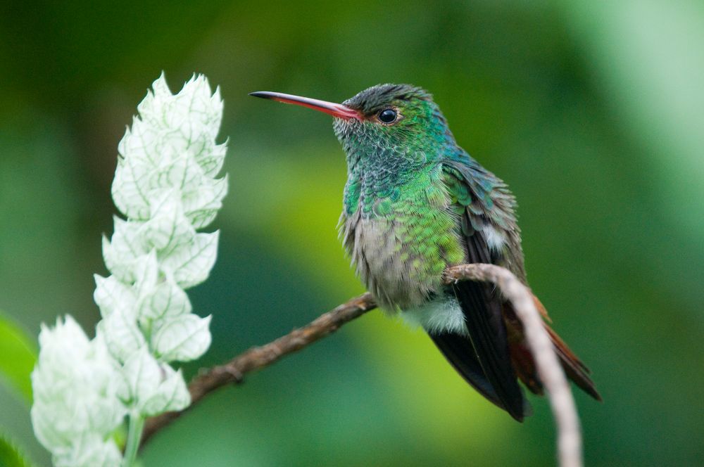 Kolibri in Costa Rica (Amazilia tzacatl, Braunschwanz Amazilie)