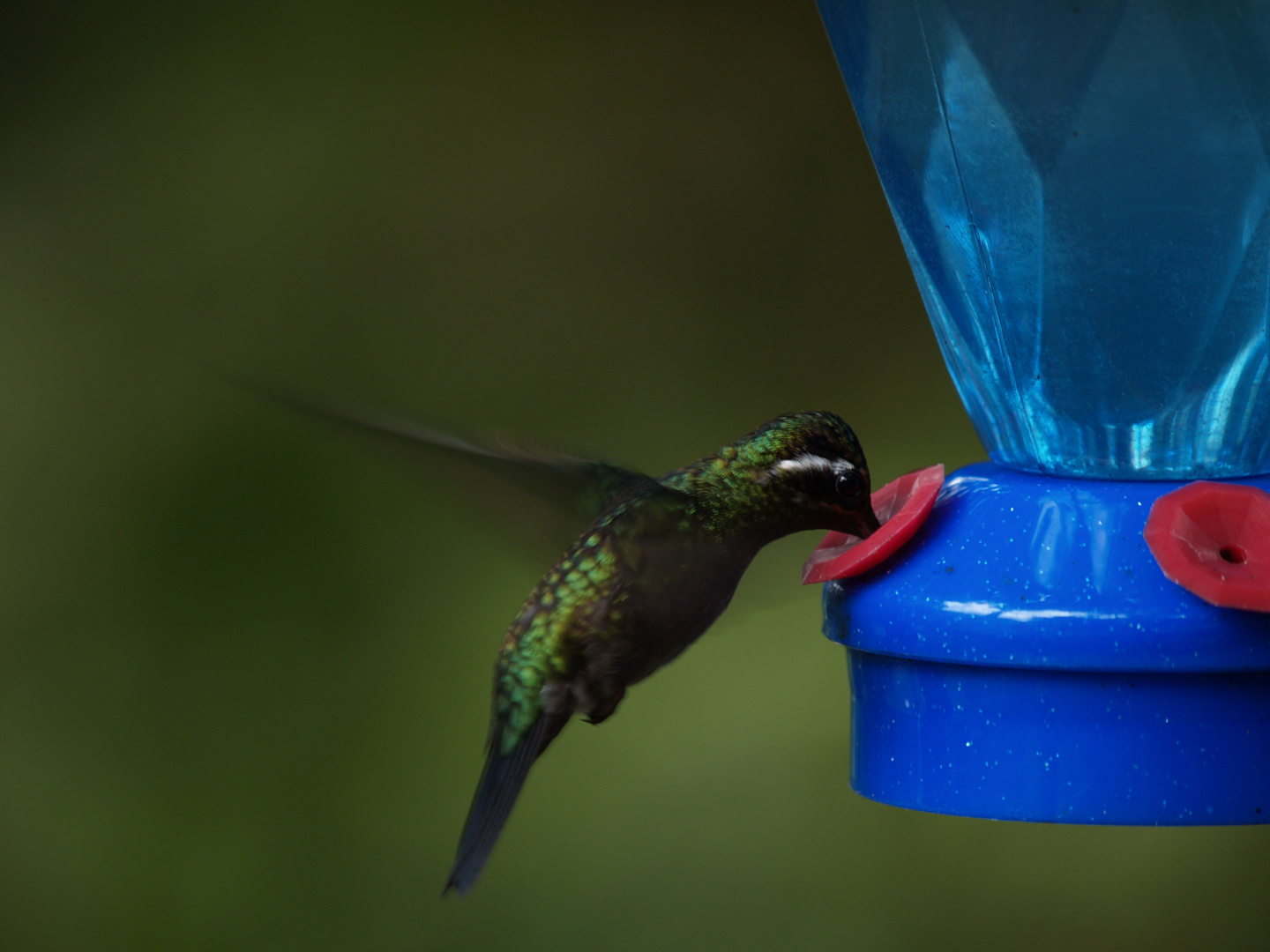 Kolibri in Costa Rica