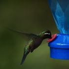 Kolibri in Costa Rica