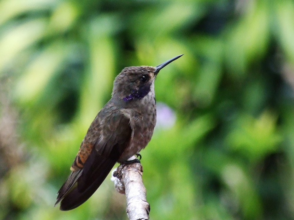 Kolibri in Costa Rica "Brown-Violet-ear"