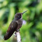 Kolibri in Costa Rica "Brown-Violet-ear"
