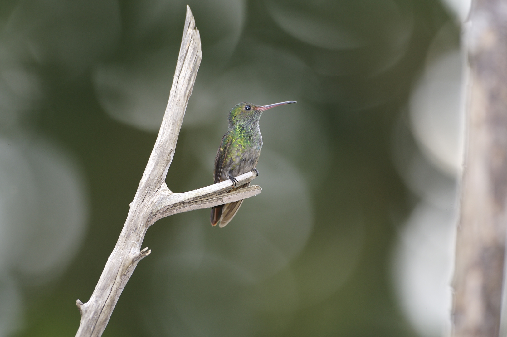 Kolibri in Costa Rica