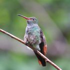 Kolibri in Costa Rica