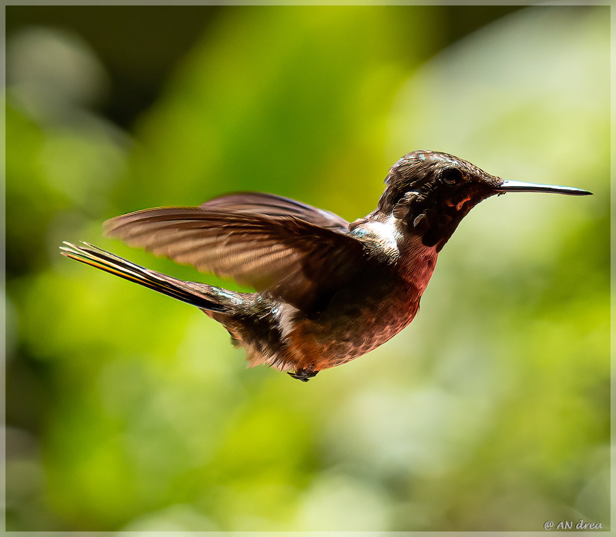 Kolibri in Costa Riva Nationalpark Monteverde