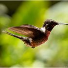Kolibri in Costa Riva Nationalpark Monteverde