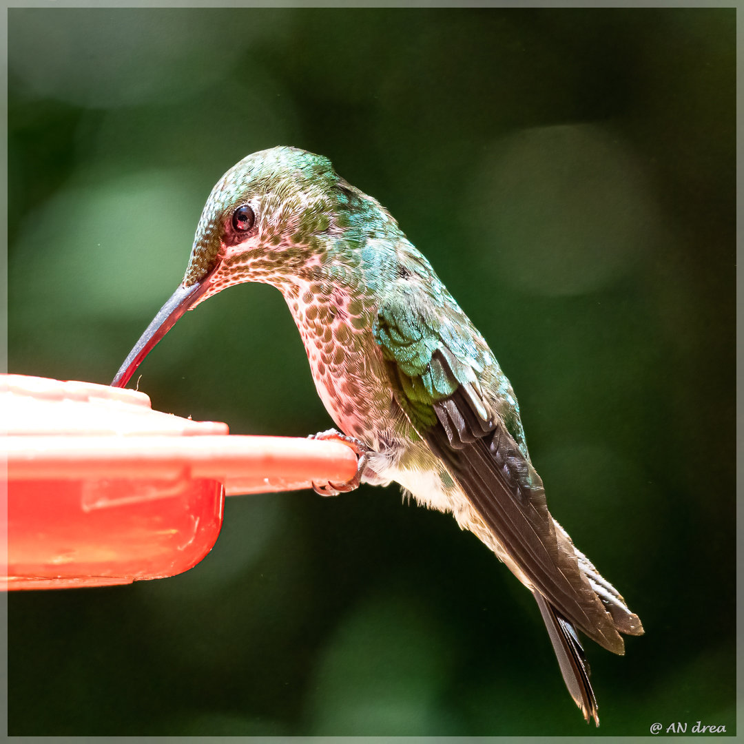 Kolibri in Costa Riva Nationalpark Monteverde