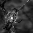 Kolibri in Costarica 001