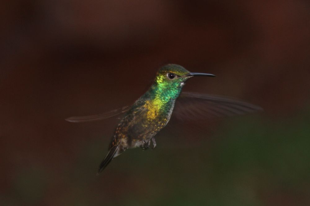 Kolibri in der Abend-Dämmerung