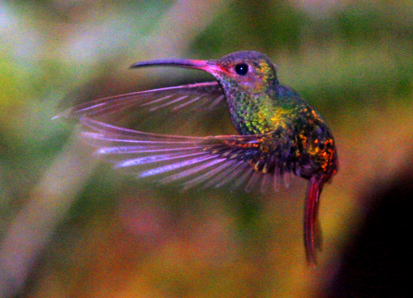 Kolibri in Ecuador Foto Bild tiere natur Bilder auf 