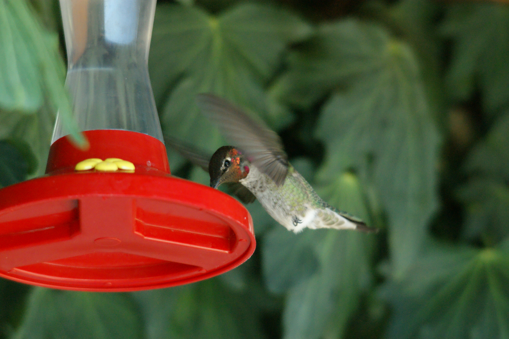 Kolibri in freier Natur