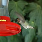 Kolibri in freier Natur