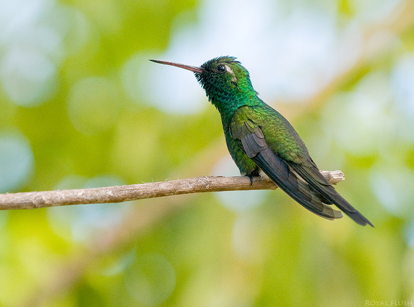 kolibri in freiheit