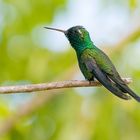kolibri in freiheit