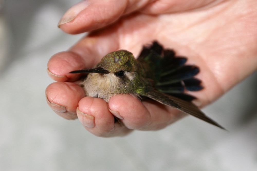 Kolibri in guten Händen