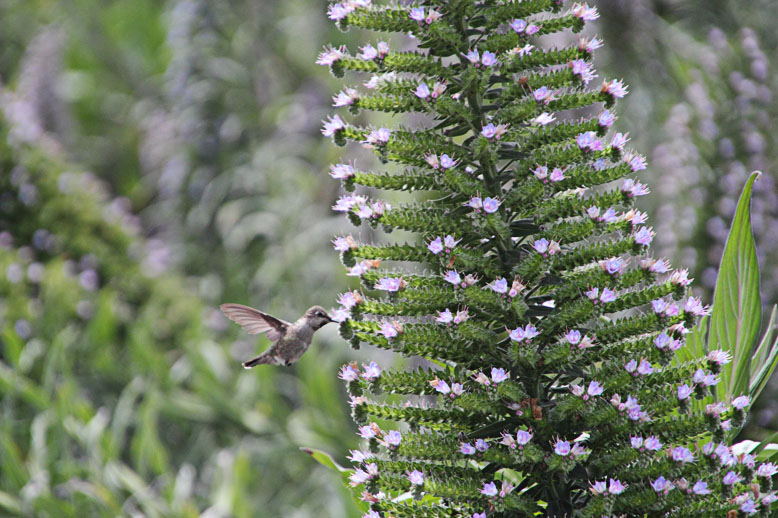 Kolibri in Kalifornien USA