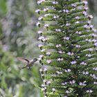 Kolibri in Kalifornien USA