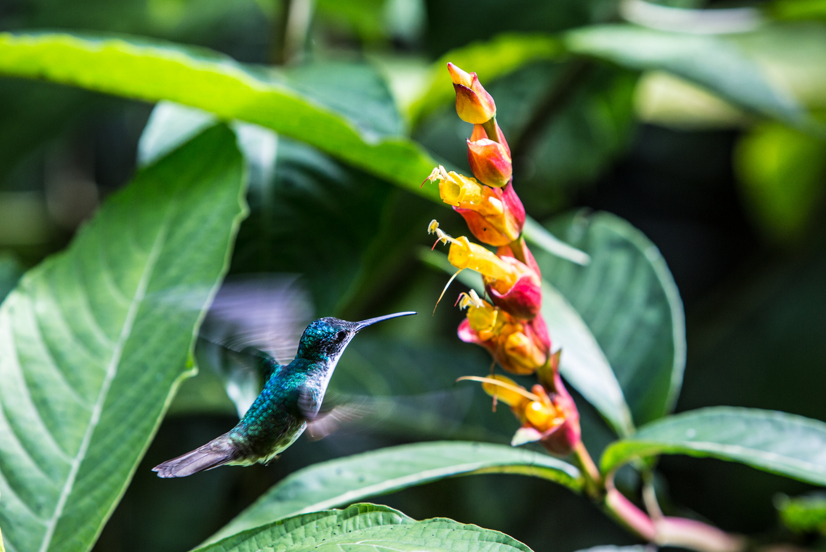 Kolibri in Mindo, Ecuador