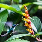 Kolibri in Mindo, Ecuador