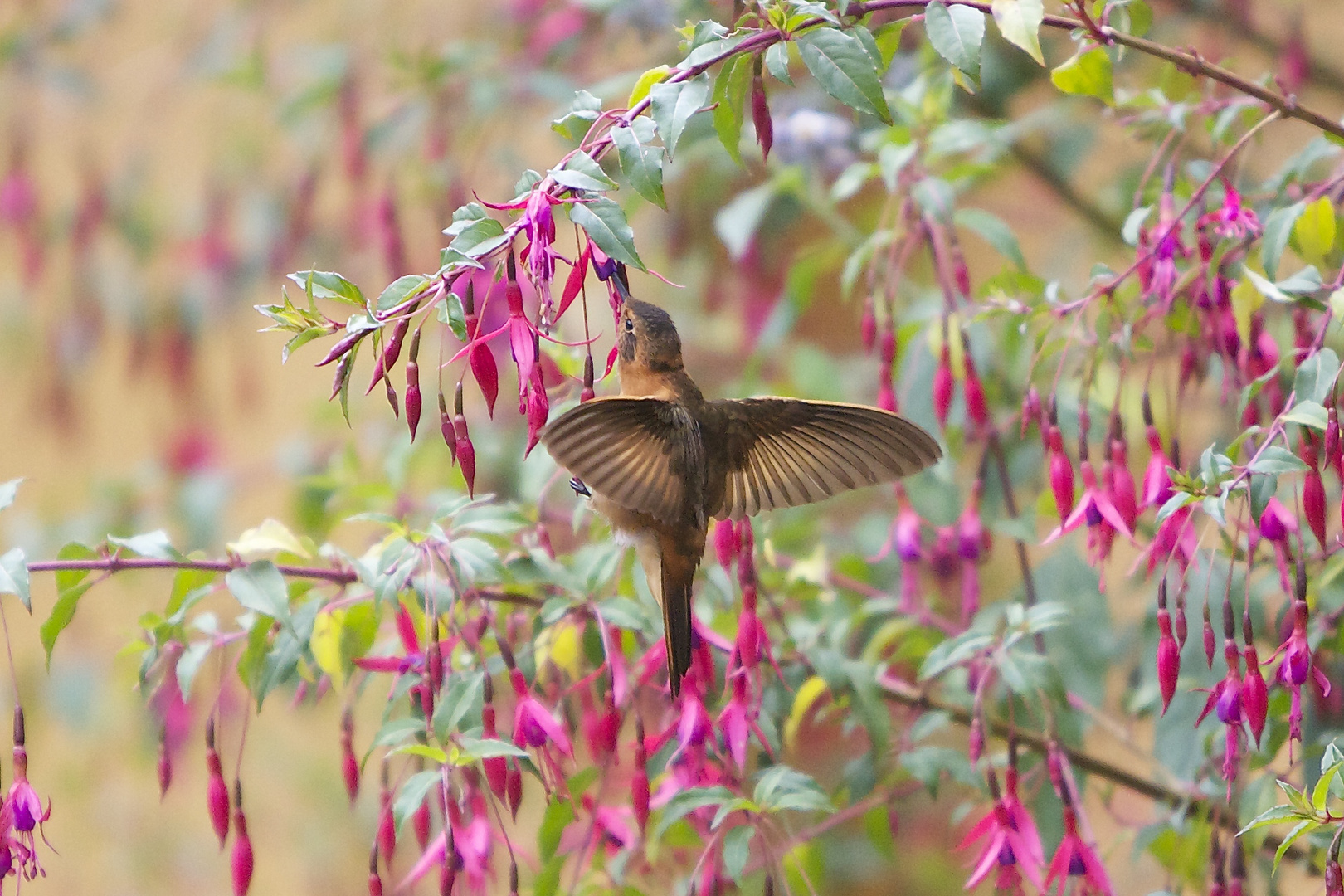 Kolibri in Papallacta - Ecuador